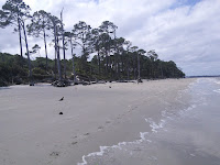 The shoreline of a beach, edged with tall trees.