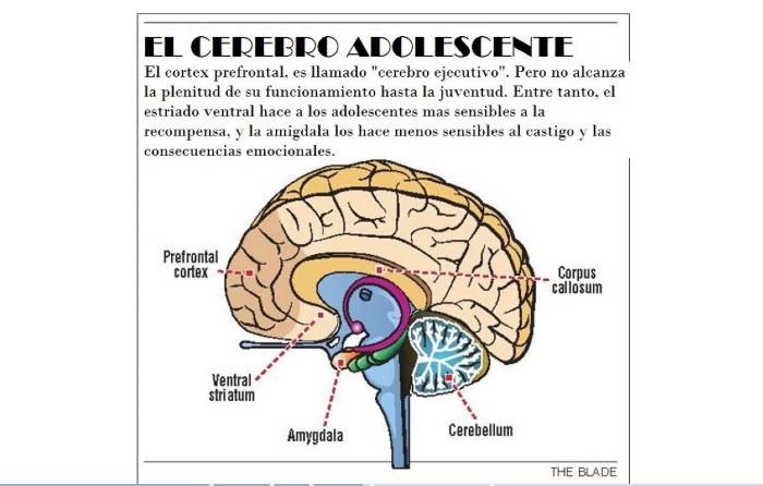 claves comprender educar adolecentes cerebro