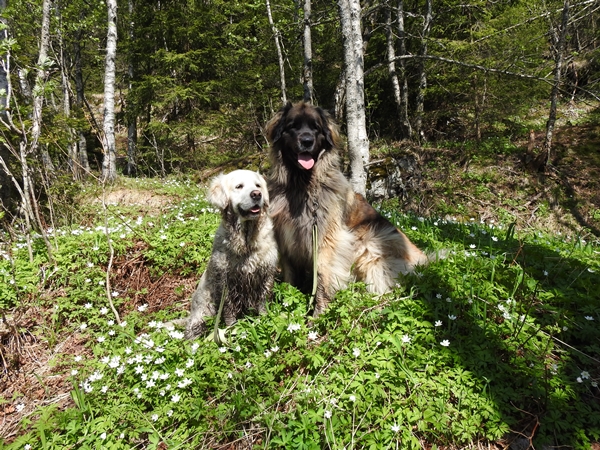 maridalen flyvrak hansakollen