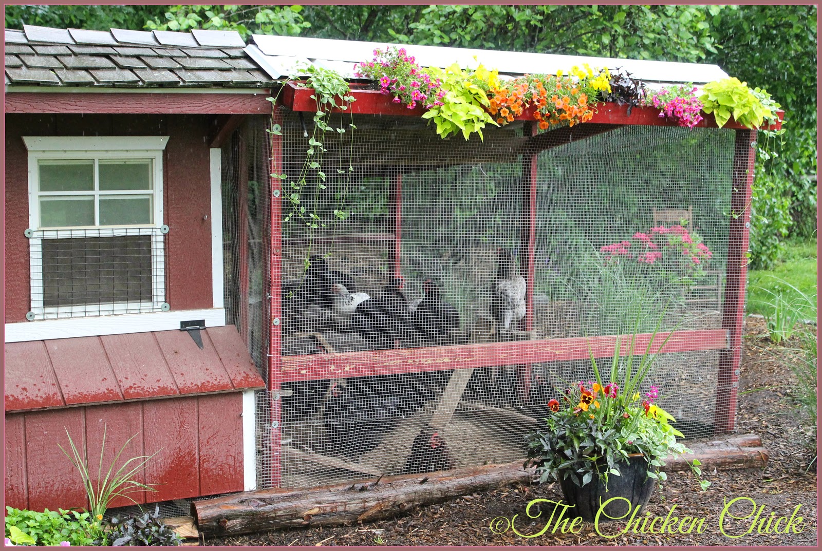 The Chicken Chick®: Chicken Coop Design Essentials ...