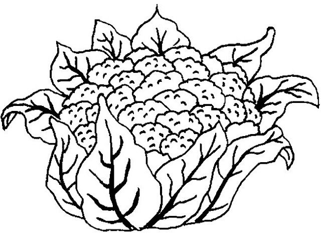 dibujo de una coliflor imprimir