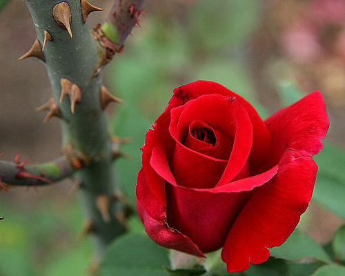 rose thorns tattoo. Thorns And Roses. thorns