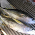 Yellowfin Tuna Supplier Versus Other Tuna Fishes