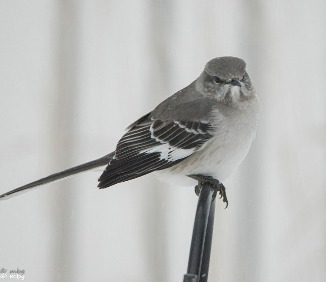 beautiful mockingbird photo by mbgphoto