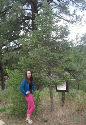 Flagstaff Arizona Moon Tree