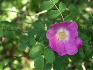 Photos de Rosiers sauvages de France