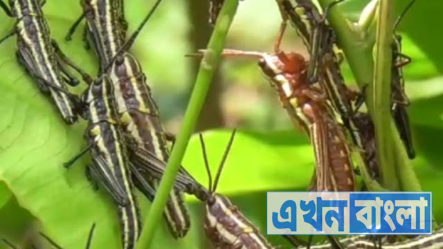 পঙ্গপালের দল এবার তাণ্ডব করতে আসছে বাংলাতে? বাড়ছে জল্পনাও