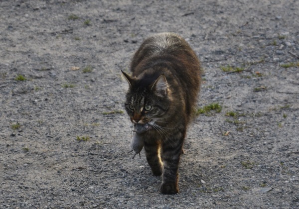 katt pus pusekatt kattepus