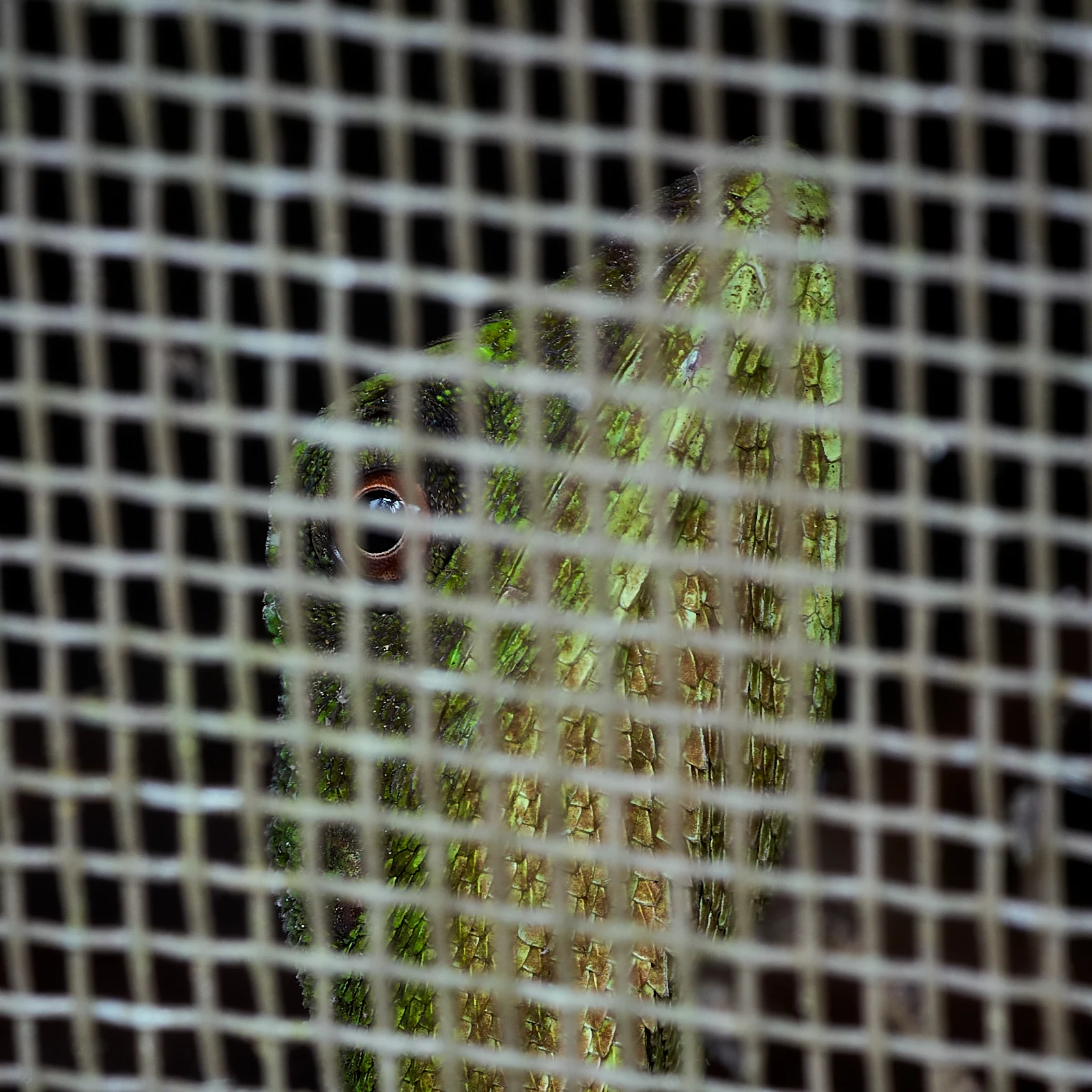 This colour changing lizard has taken up residence in our goose house