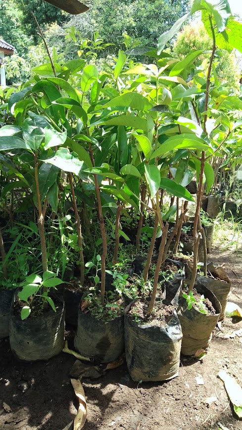 bibit tanaman buah jambu jamaika unggul serang Bandar Lampung