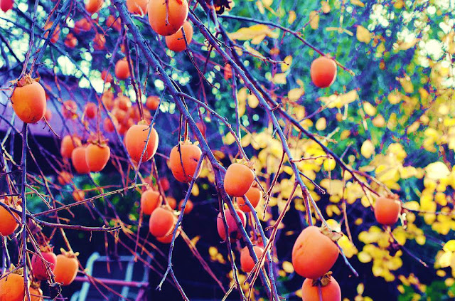 persimmon tree