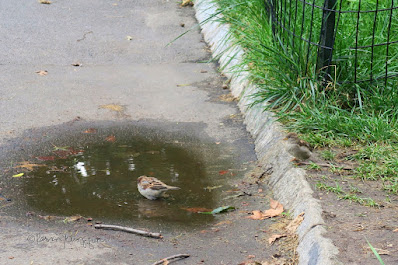 This photo features two House sparrows. One, a male,  is in a puddle. The other a young sparrow is on the sidelines. The picture was taken in Central Park. This bird type is featured in my three volume book series, "Words In  Our Beak." Info re these books is in another post on this blog @ https://www.thelastleafgardener.com/2018/10/one-sheet-book-series-info.html