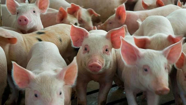 Gobierno pagará cerdos que sean sacrificados en Sánchez Ramírez