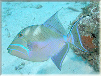 Queen Triggerfish Pictures