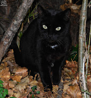 Gato (Felis catus)