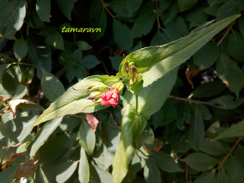 Зорька Вильфорда (Lychnis wilfordii)