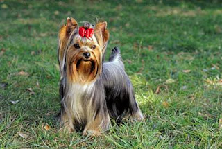 yorkshire terrier puppy yorkie dog animal pets