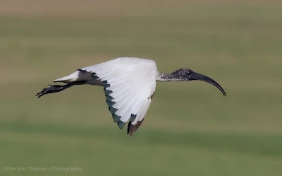 African Ibis in flight against the Milnerton Golf Course