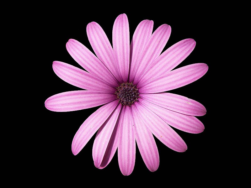 Konsep Terpopuler Pink Daisy Flower, Foto Keren