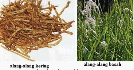 Perubatan Tradisional KHASIAT POKOK DAUN LALANG  UNTUK 