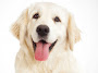 Essential Dog Care Tips to Keep Your Pet Happy