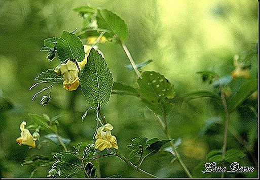CC_Downey_FalseFoxglove_thumb[6]