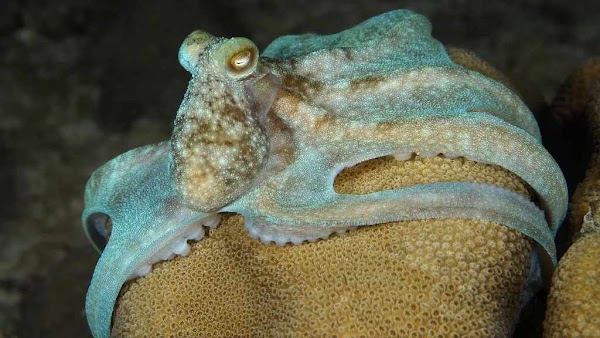'Mind-boggling' scrambled genome found in octopus and squid. It could explain their smarts.