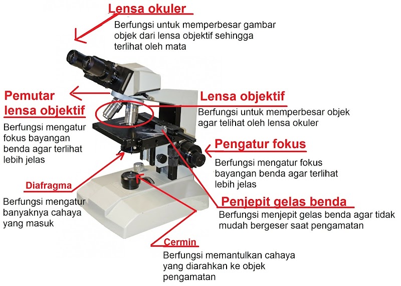 21+ Konsep Top Diafragma Mikroskop