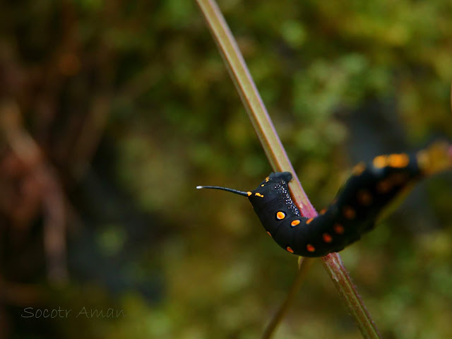 Theretra oldenlandiae