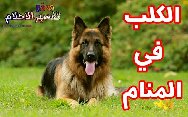 تفسير حلم الكلب في المنام