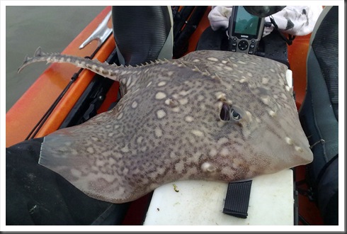 Thornback Ray