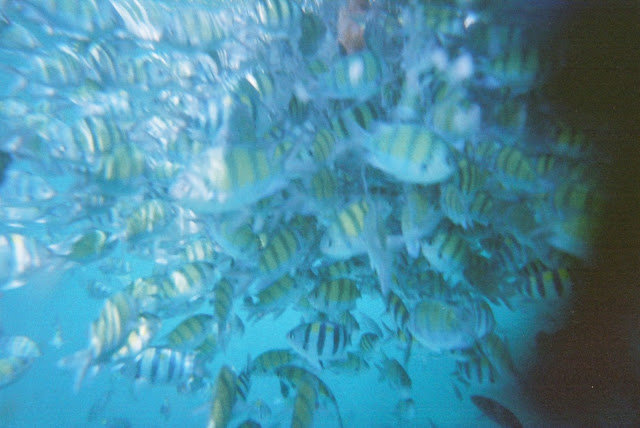 Snorkelling in Thailand 