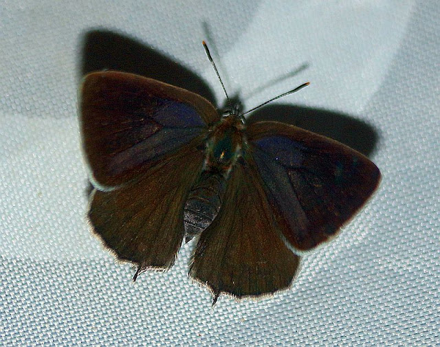 Eichen-Zipfelfalter, Satyrium ilicis