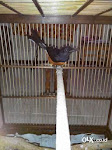 Foto Gambar Burung Murai Lampung Mantab