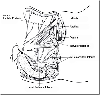 Fosa Ischiorectalis_2