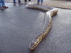 burmese_python