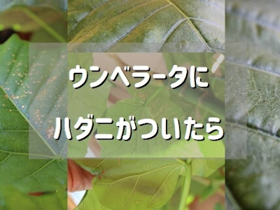 √99以上 観葉 植物 ダニ 321767-観葉植物 ダニア 育て方