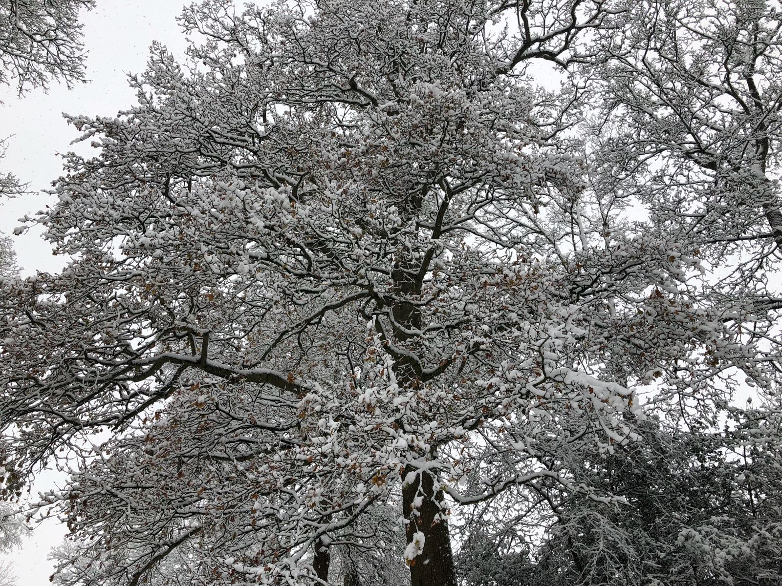 Walking in a Winter Wonderland; snow day