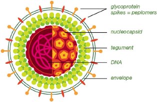 cara menyembuhkan herpes