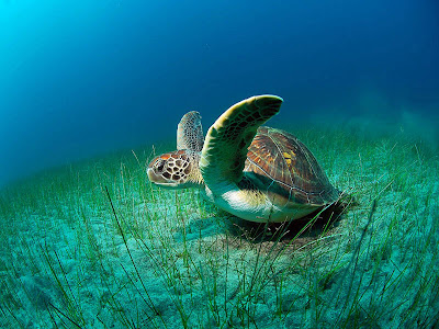 Turtle in Sea Standard Resolution Wallpaper