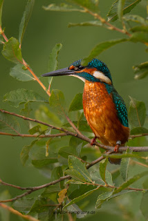 Wildlifefotografie Eisvogel Lippeaue Olaf Kerber