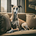 Whippet