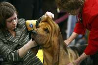 Westminster Kennel Club Dog Show