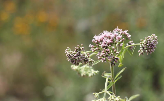 Joe-Pye Weed Flowers