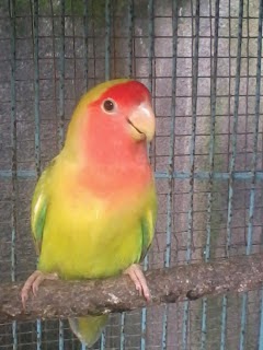 Jenis-Jenis Burung Love Bird