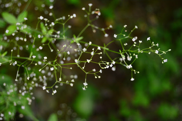 Galium scabrum