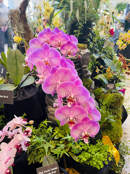 Purple Orchids, Hershey Gardens Annual Orchid Show