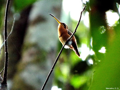 Beija-flor, Rabo-Branco-Rubro, Phaethornis ruber, Reddish Hermit, besourinho-da-mata, wikiaves, birds, aves, aves do brasil, foto de beija-flores, Tocantins, Birding, Birdwatching Brazil, observação de aves, natureza, natureza e conservação 