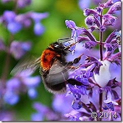 IMG_4919