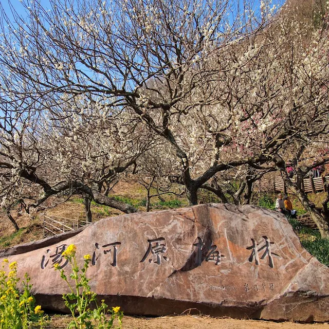 湯河原梅林